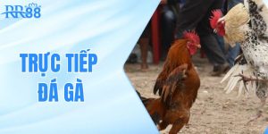 truc-tiep-da-ga